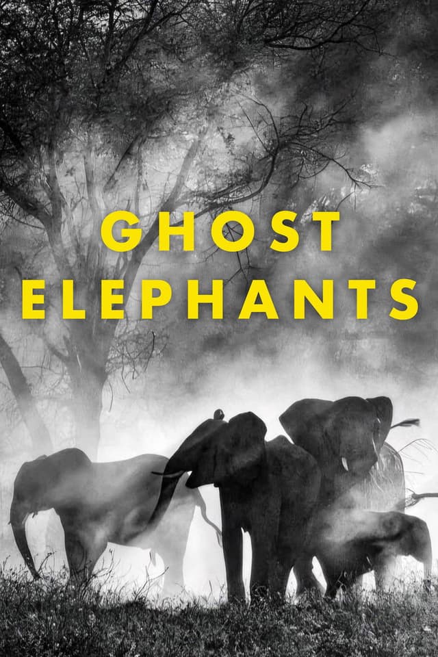 Ghost Elephants